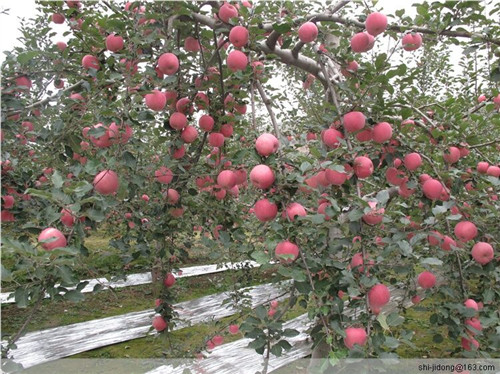 富士苹果苗木