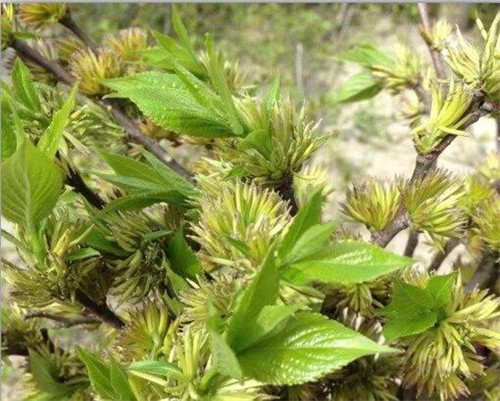 杜仲雄花茶