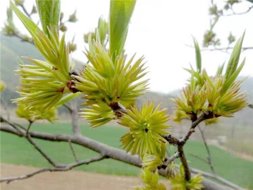 杜仲雄花茶