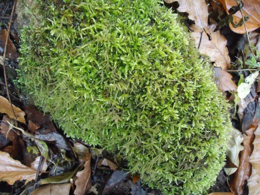 青苔草 鲜苔藓