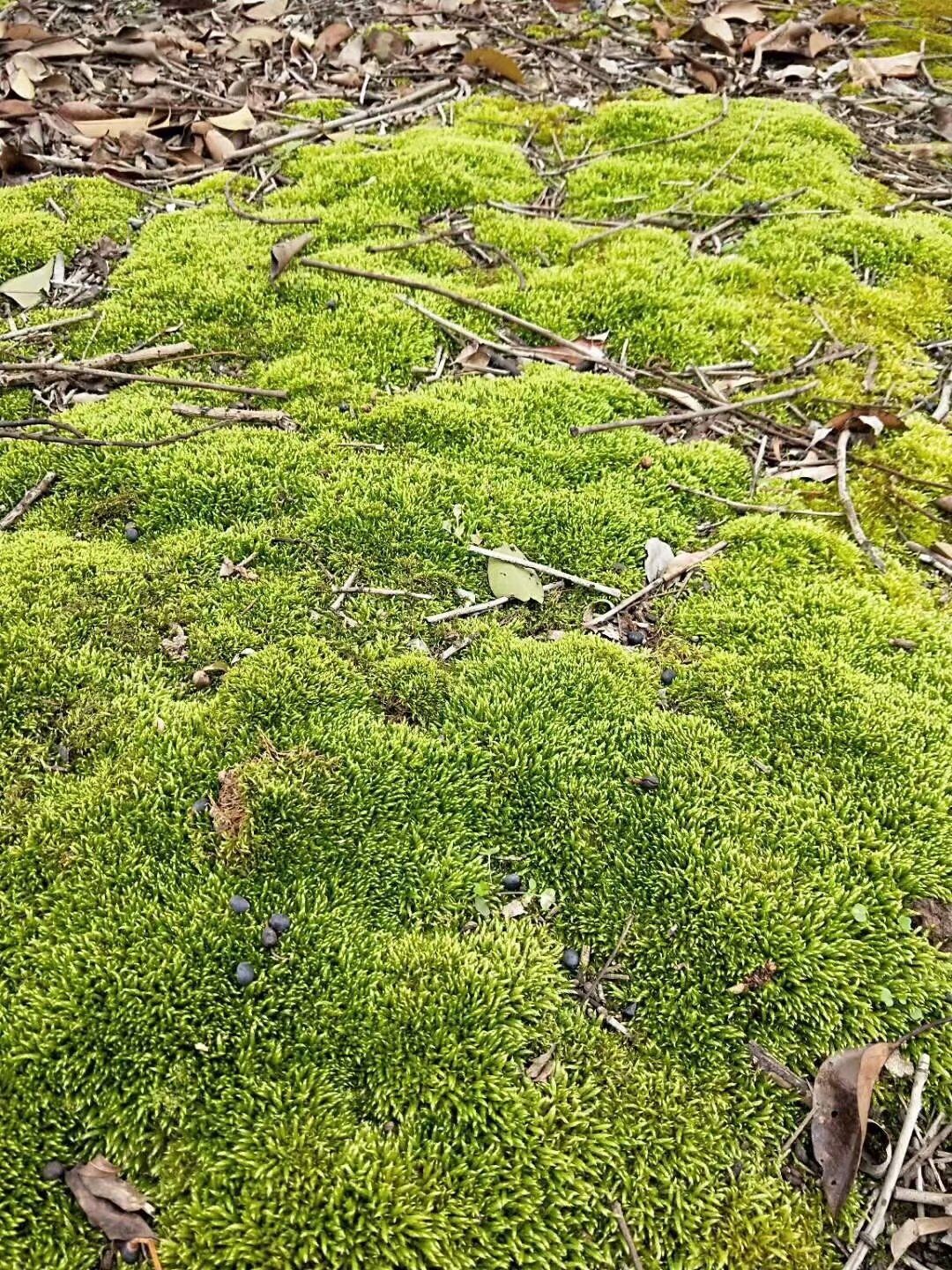 青苔草 鲜苔藓