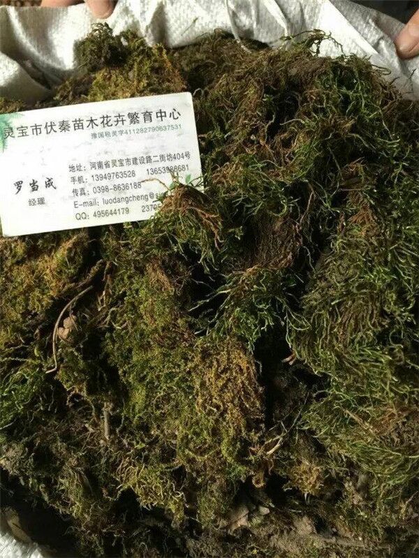 青苔草 鲜苔藓