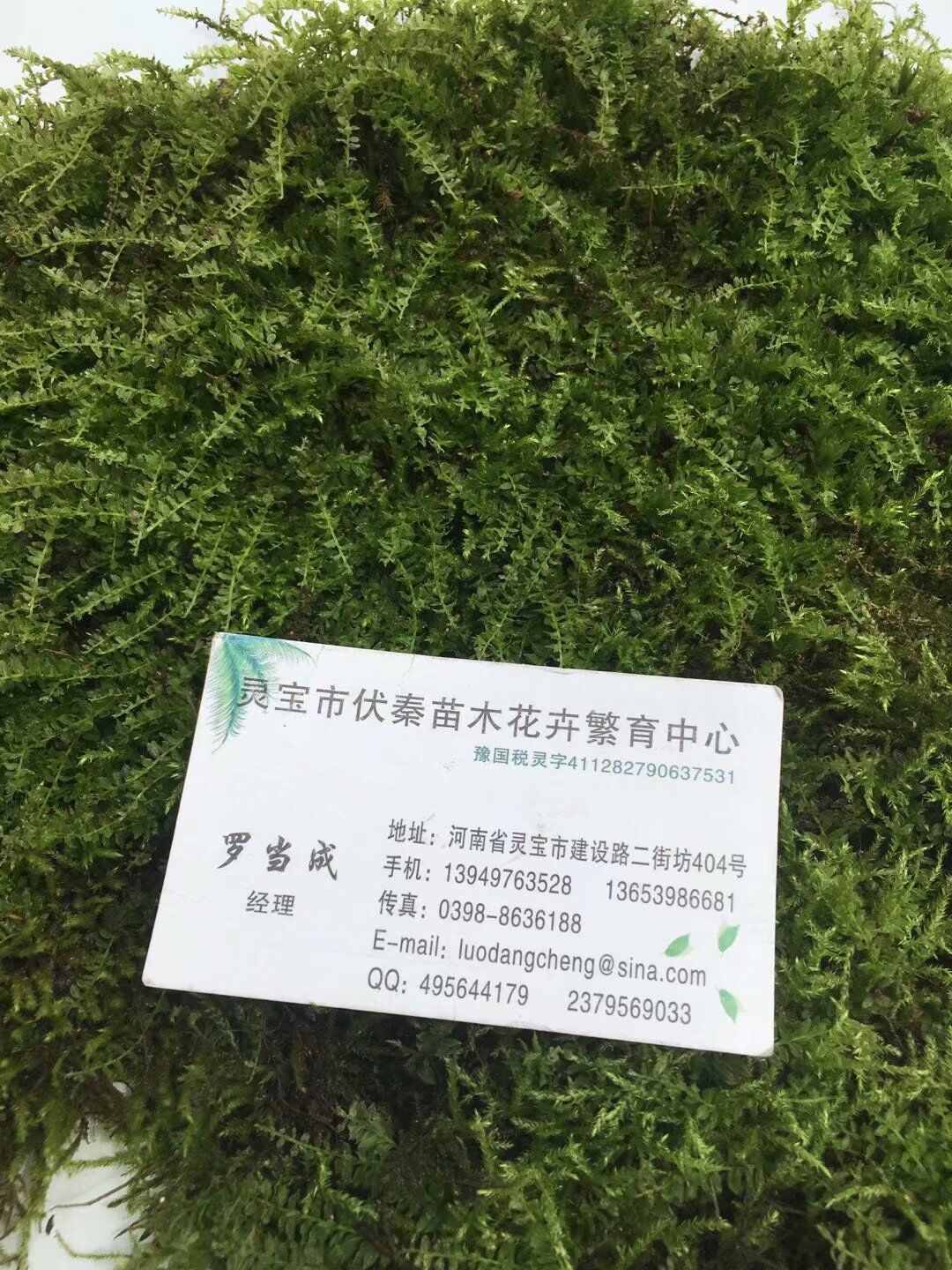 青苔草 鲜苔藓