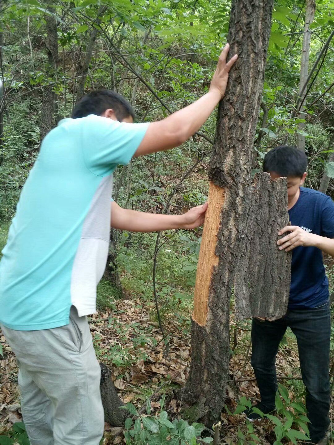 栓树栎栓树皮