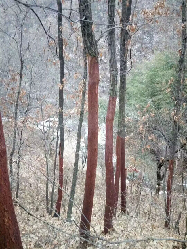 栓皮栎树