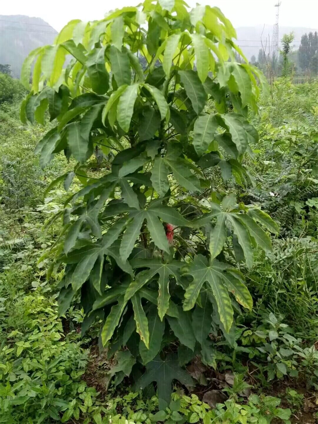 刺楸苗木